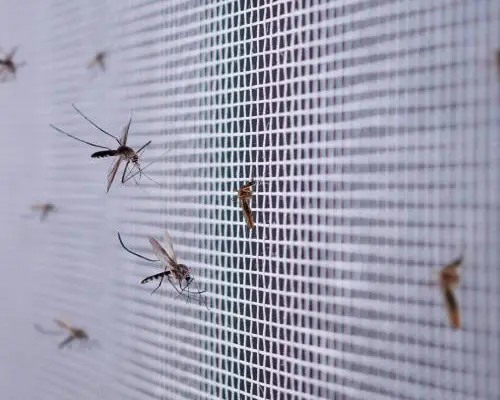 Mosquito net installation - A1 Enterprises